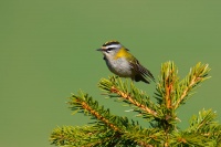 Kralicek ohnivy - Regulus ignicapilla - Firecrest 4122